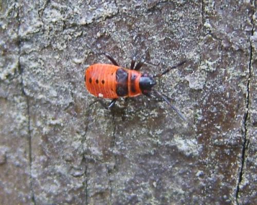 Pyrrhocoris apterus