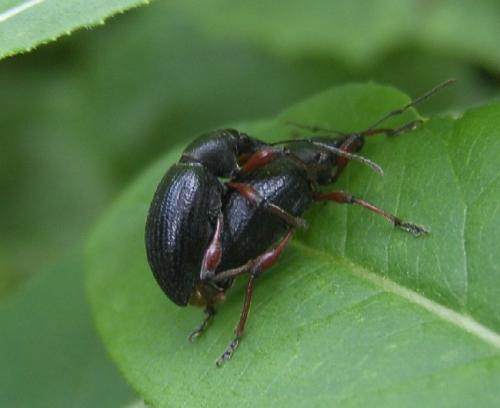 Otiorhynchus sp.