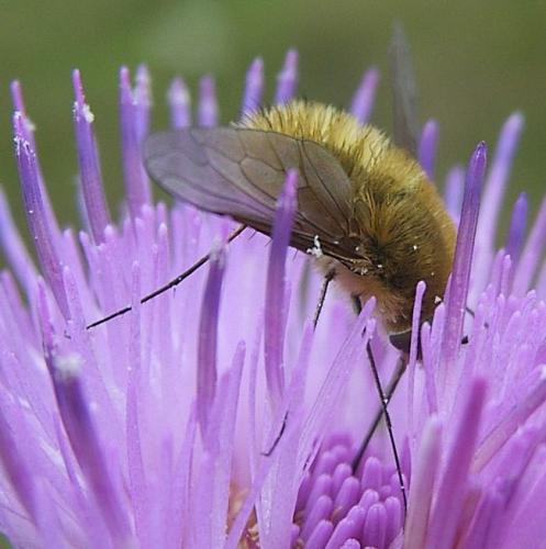 Bombylius sp.