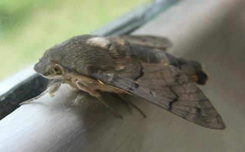 Réf. 22 913 : Macroglossum stellatarum