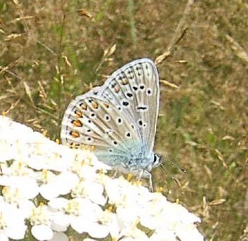Polyommatus icarus