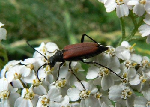 Réf. 22 123 : Anastrangalia sp.