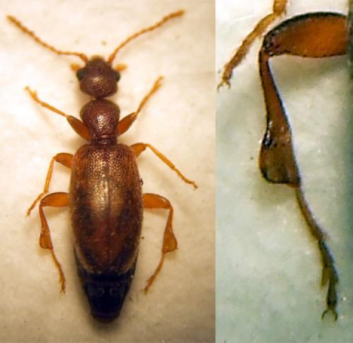 Réf. 22 857 : Cordicomus instabilis
