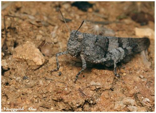 Réf. 22 406 : Oedipoda caerulescens caerulescens