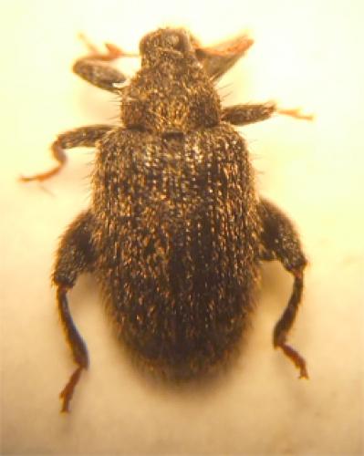 Orchestes irroratus