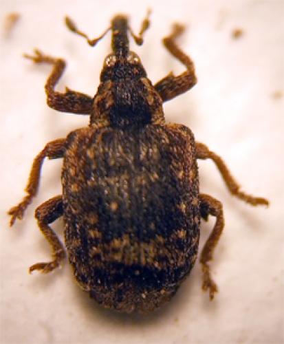 Stereonychus fraxini