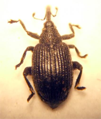 Tachyerges sp.