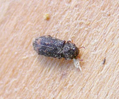 Réf. 22 533 : Synchita variegata