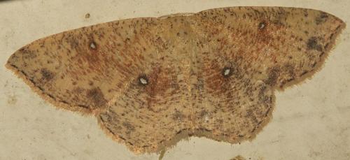 Réf. 22 044 : Cyclophora porata