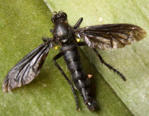 Dasypogon diadema