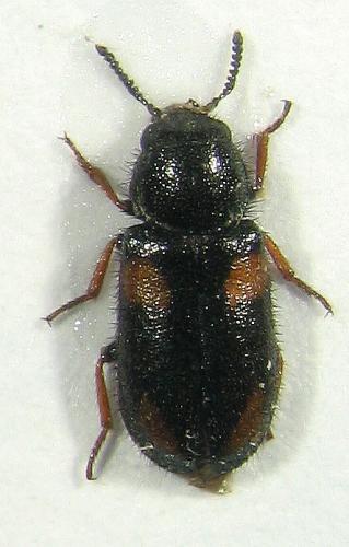 Réf. 22 945 : Divales cinctus