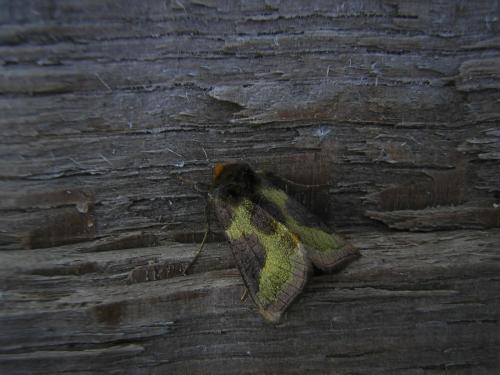 Réf. 22 629 : Diachrysia sp.