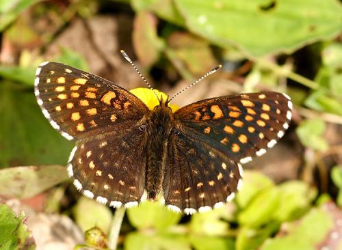 Melitaea diamina