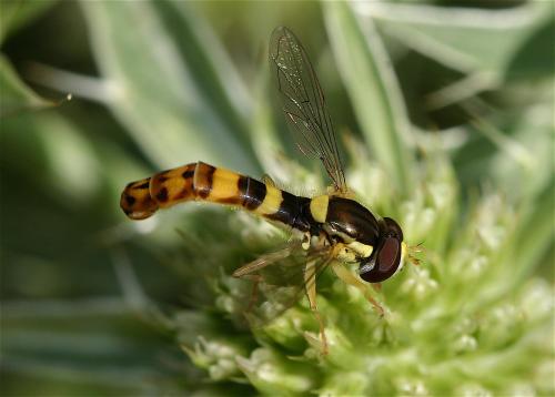 Sphaerophoria scripta