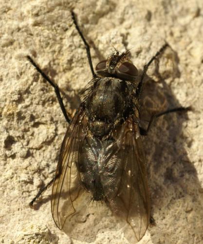 Pollenia sp.