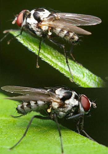 Réf. 22 583 : Anthomyia procellaris