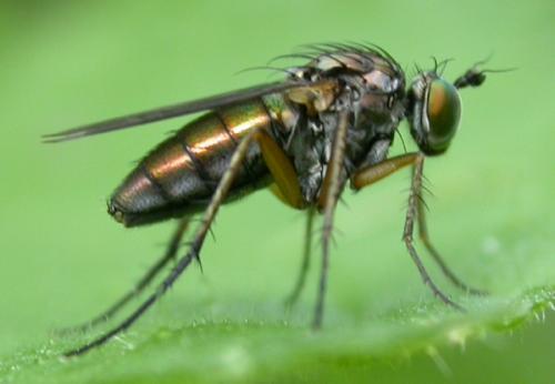 Dolichopus ungulatus