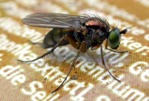 Dolichopus ungulatus