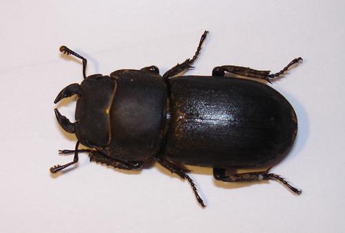 Réf. 22 294 : Dorcus parallelipipedus