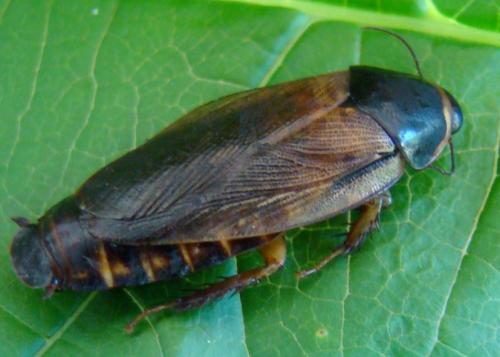 Pycnoscelus surinamensis