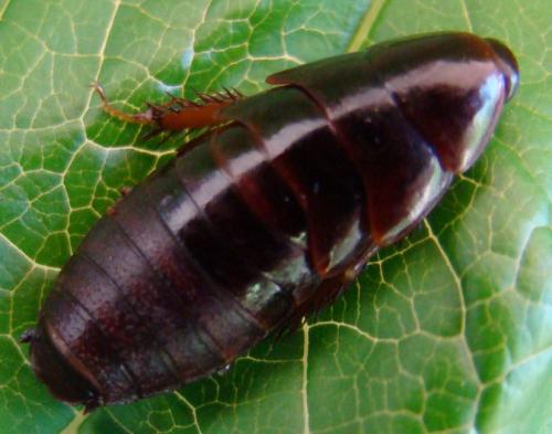 Pycnoscelus surinamensis