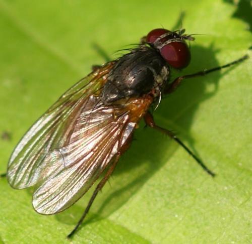Fannia lustrator