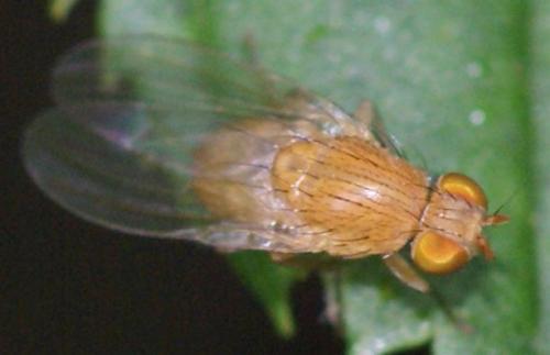 Réf. 22 736 : Sapromyza sp.