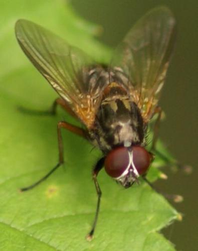 Réf. 22 804 : Mydaea sp.