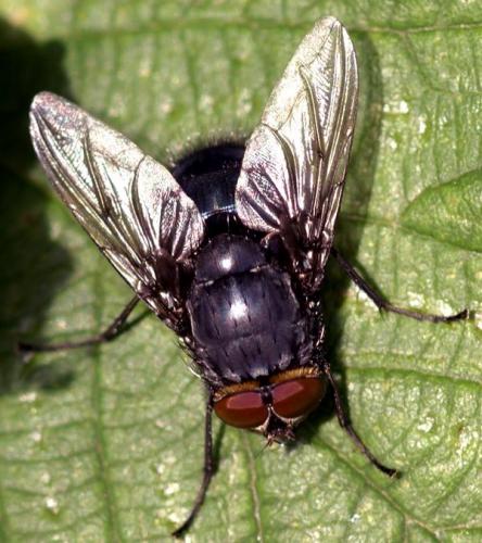 Réf. 22 855 : Calliphora vomitoria