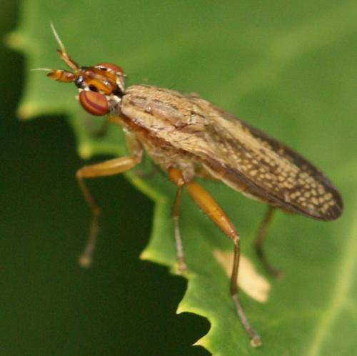 Euthycera fumigata