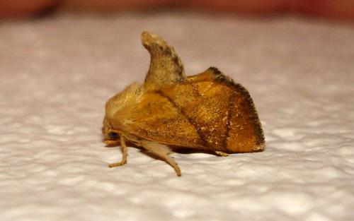 Réf. 22 058 : Apoda limacodes