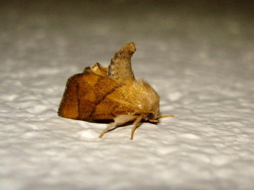 Réf. 22 059 : Apoda limacodes