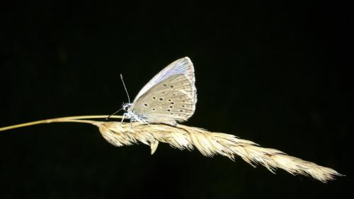 Phengaris alcon alcon