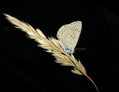 Réf. 22 011 : Phengaris alcon alcon