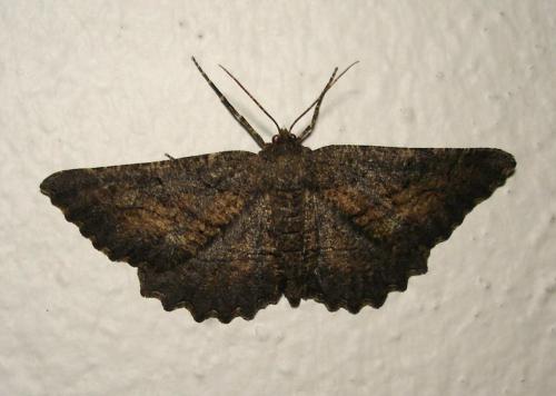Nychiodes notarioi