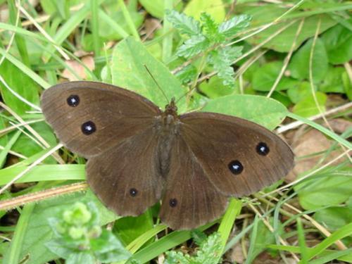 Minois dryas