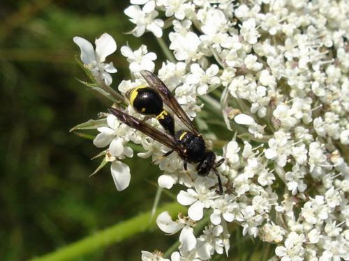 Eumenes sp.