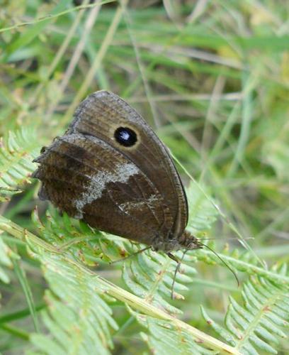 Minois dryas