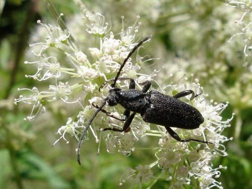 Réf. 22 412 : Stictoleptura scutellata