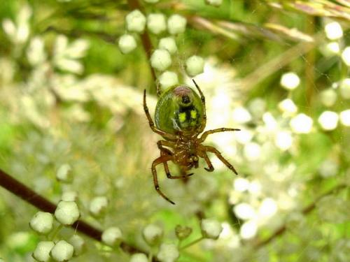 Araniella alpica
