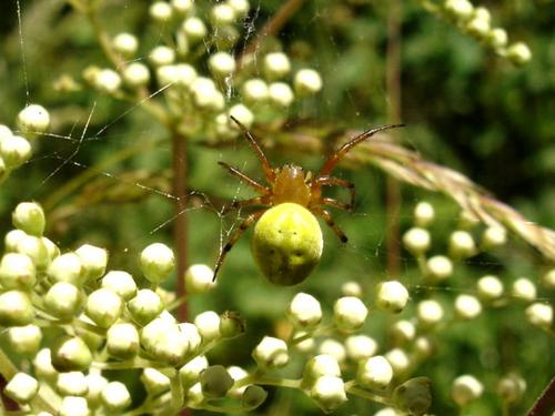 Araniella alpica