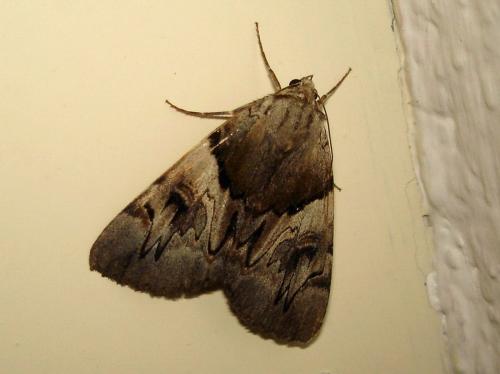 Réf. 22 523 : Catocala fulminea