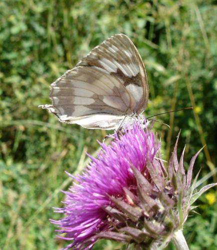 Melanargia galathea