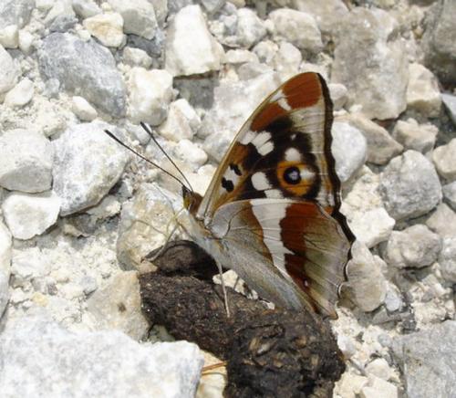 Apatura iris