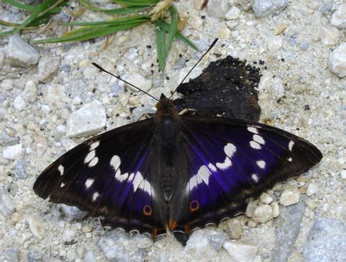 Apatura iris