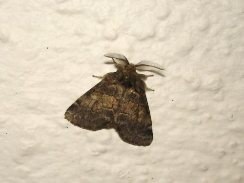 Gluphisia crenata