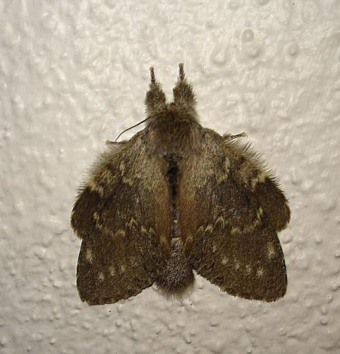 Stauropus fagi