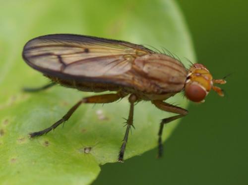 Réf. 22 729 : Tetanocera elata