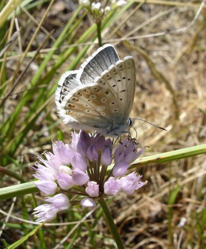 Réf. 22 921 : Polyommatus coridon