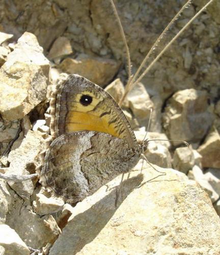Arethusana arethusa